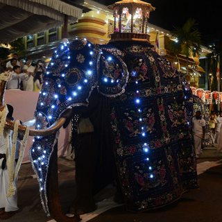 Elephants, politics and Sri Lanka