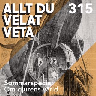 Allt du velat veta