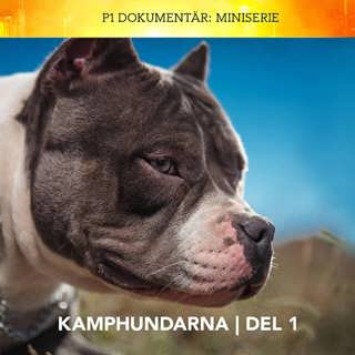 PODDTIPS: P1 Dokumentär Miniserie - Kamphundarna